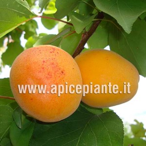 Albicocco Bella di Imola Brusa