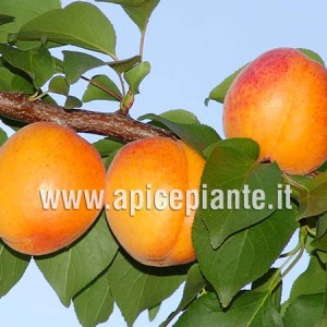 Albicocco Cafona