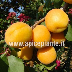 Albicocco Nano