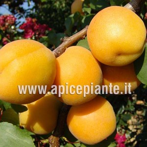Albicocco Portici