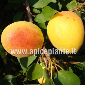 Albicocco Pellecchiella