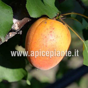 Albicocco Reale di Imola