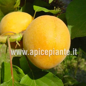 Albicocco San Castrese