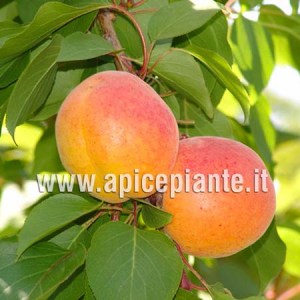 Albicocco Tyrithos
