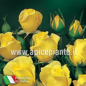Rosa polianta rifiorente ALLGOLD
