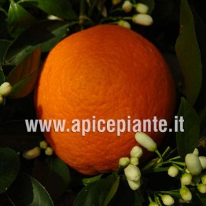 Arancio Washington Navel