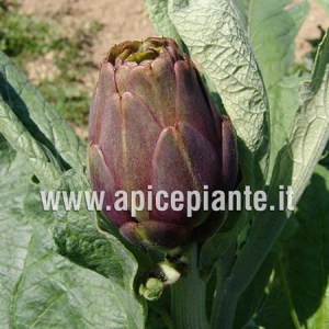 Semi di Carciofo Bio | Cynara scolymus per l'Orto Semi di Carciofo Bio | Cynara scolymus per l'Orto