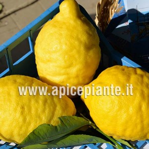 Cedro