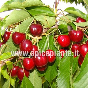 Ciliegio Adriana