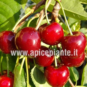 Ciliegio Bigarreau Burlat