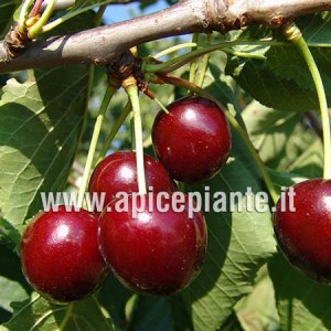 CILIEGIO-durone-I