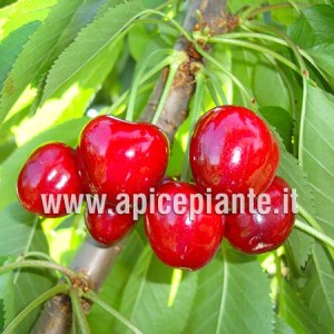 Ciliegio regina