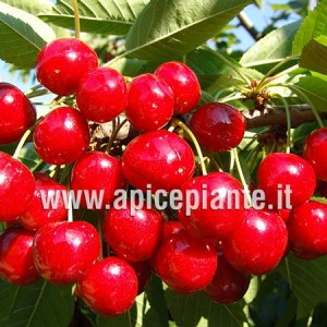 Ciliegio Vittoria