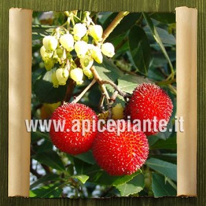 Corbezzolo