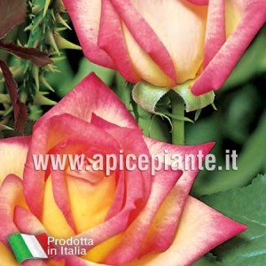 Rosa grandiflora rifiorente CORDES PERFECTA