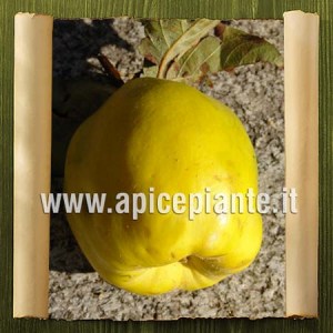 Cotogno Meliforme