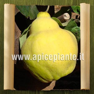 Cotogno Periforme