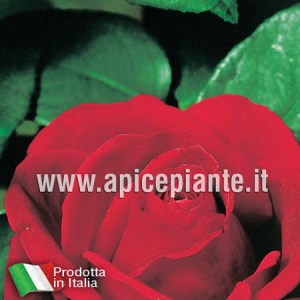 Rosa grandiflora rifiorente DAMA DI CUORI