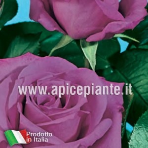 Rosa grandiflora rifiorente EMINENCE