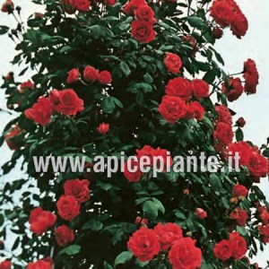 Rosa rampicante ENA HARKNESS