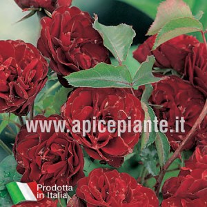 Rosa polianta rifiorente EUROPEANA