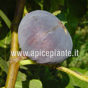 Fico Brogiotto