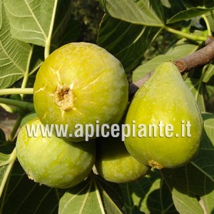 Fico Fillacciano CL B5