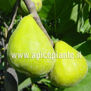 Fico Gialloro CL N45