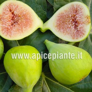 Fico Palazzo CL B71