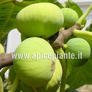 Fico Panino CL L1