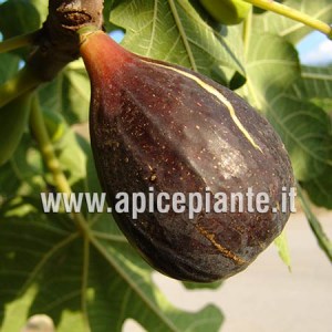 Fico Turca CL N9
