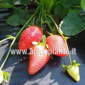 5 Piante Di Fragola Rampicante - Radici In Torba, Per Vaso O Giardino, Frutti Da Giugno A Gelate - Foto 5