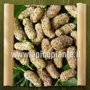 Gelso bianco