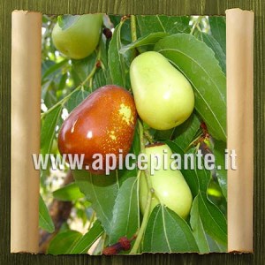 Giuggiolo a pera