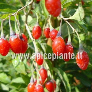 GOJI Lycium Chinensis