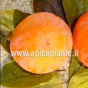 Kako Tipo Loto di Romagna