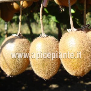Kiwi Autofertile cvs