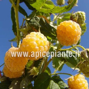 Lampone giallo rifiorente