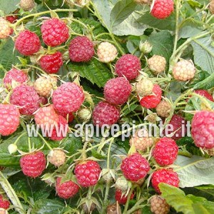 Lampone Heritage rifiorente