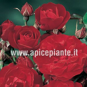 Rosa polianta rifiorente LILLY MARLEEN