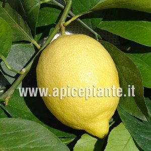 Limone 4 Stagioni