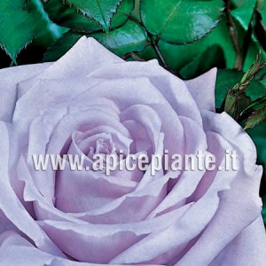 Rosa grandiflora rifiorente LUNA BLU