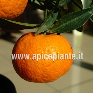 Mandarancio Clementine