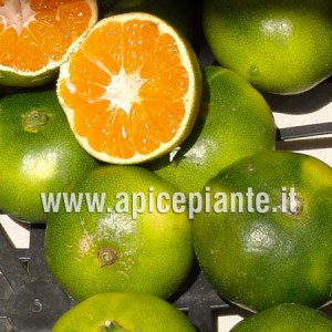 Mandarancio Satsuma Miyagawa
