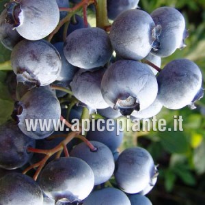 Mirtillo Spartan gigante americano precoce