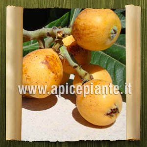 Nespolo del Giappone