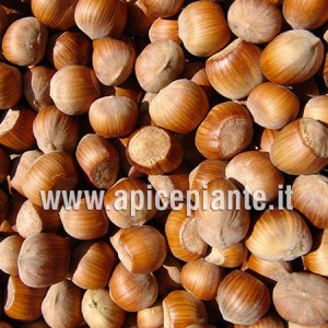 Nocciolo Tonda di Giffoni
