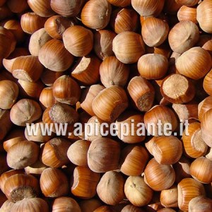 Nocciolo Tonda gentile romana