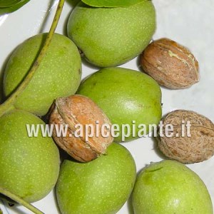 Noce da Frutto