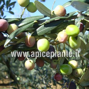 Olivo Arbequina